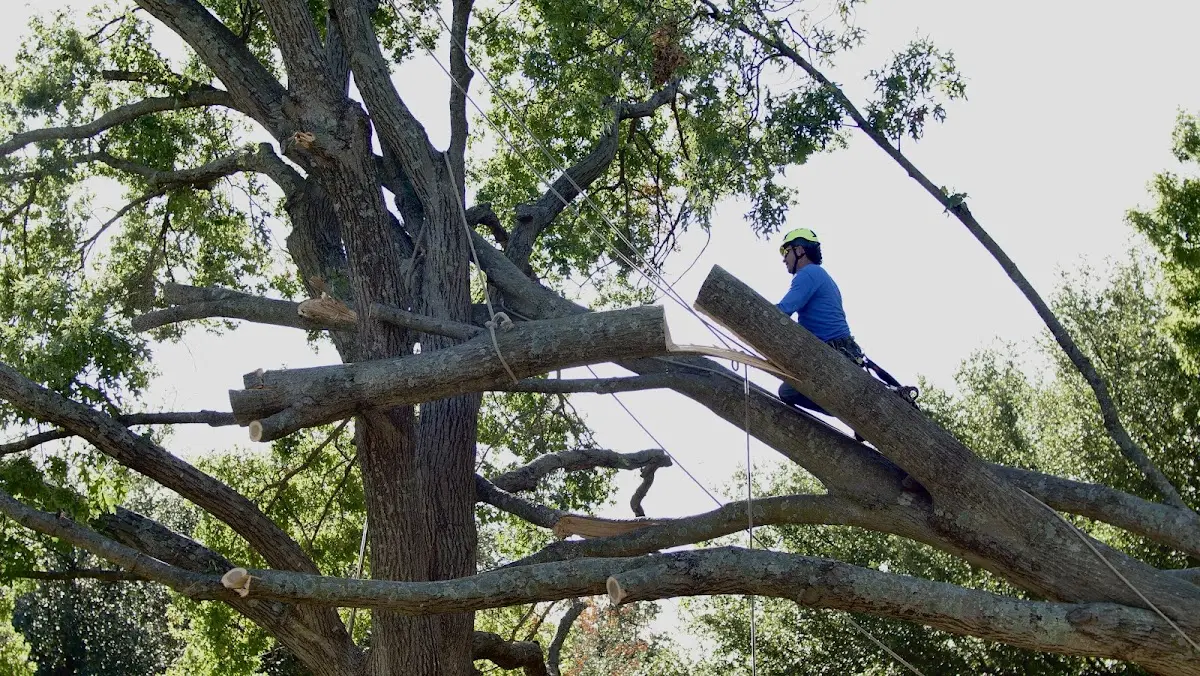 Professional Crown Thinning performed by certified arborists in Friendly