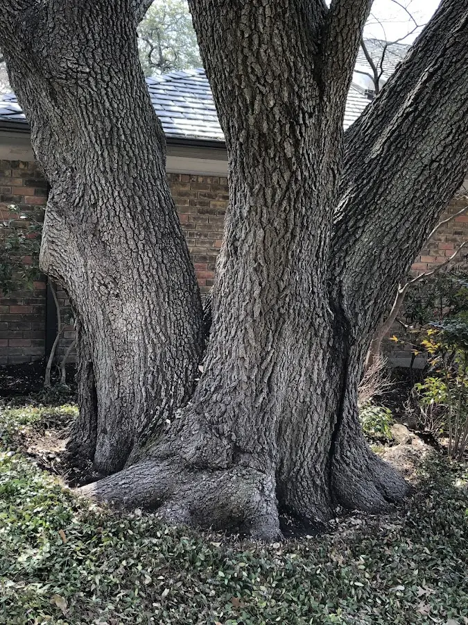 Mature heritage tree close to a Friendly property cared for by certified arborists